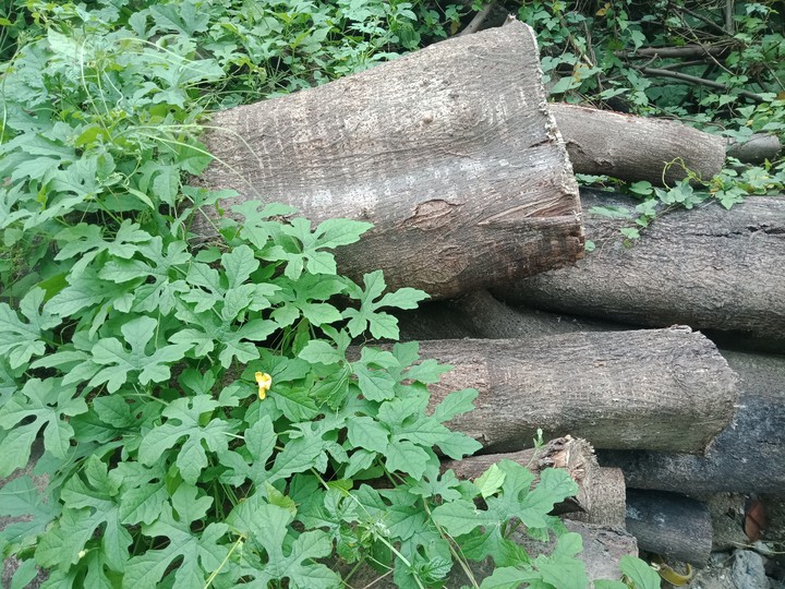 wood
