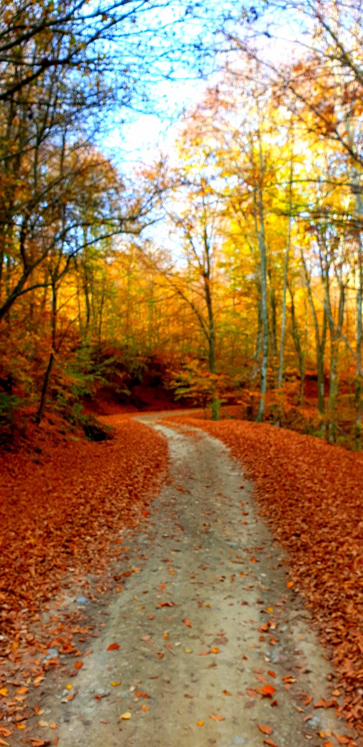 autumn,forest,tree,blur