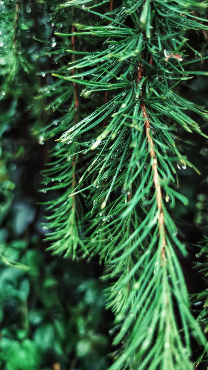 Raindrops on fir needles