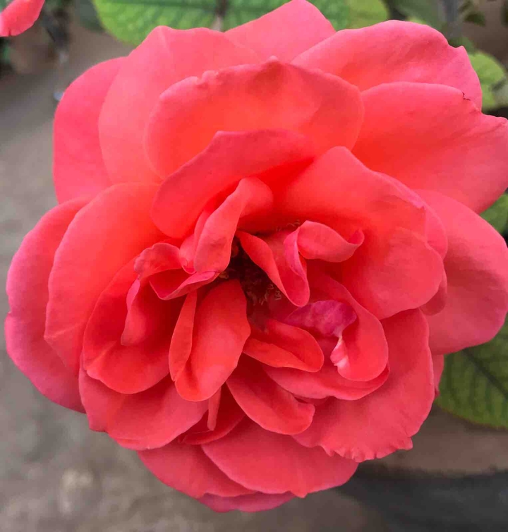 rose