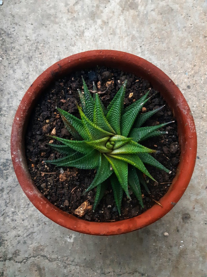 Plant