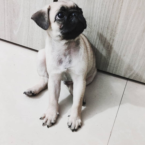 "cuteness never ends"
