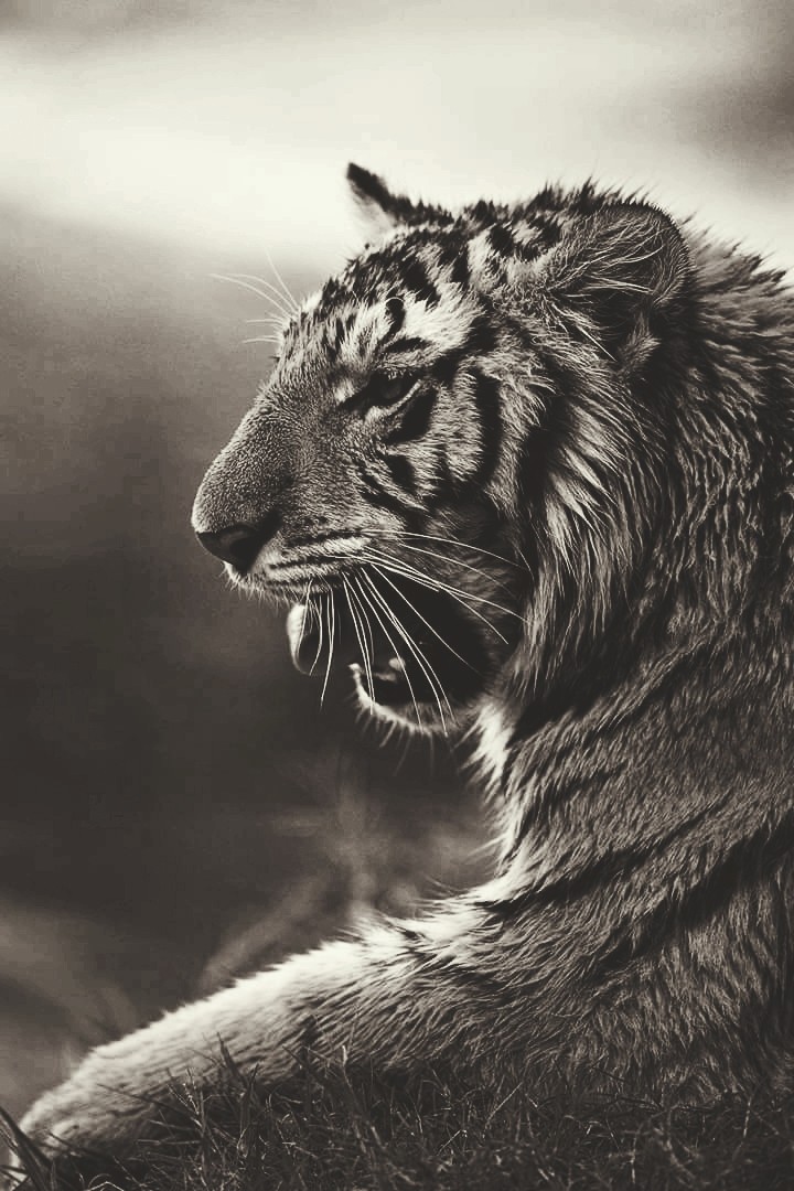 SAVE TIGER