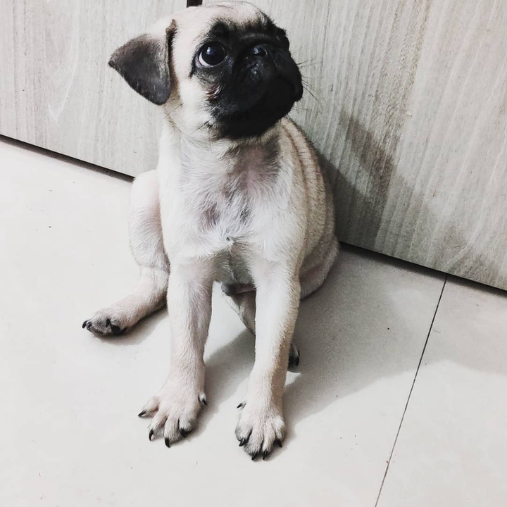 "cuteness never ends"