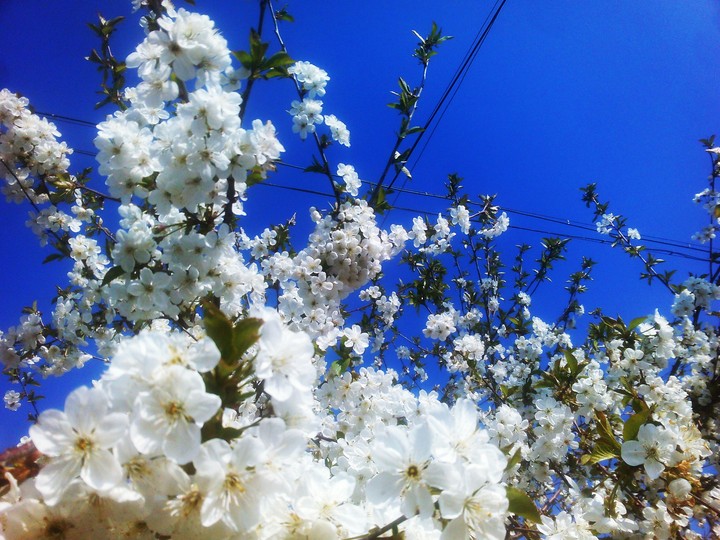 spring