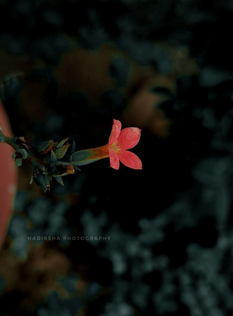 mobile photography