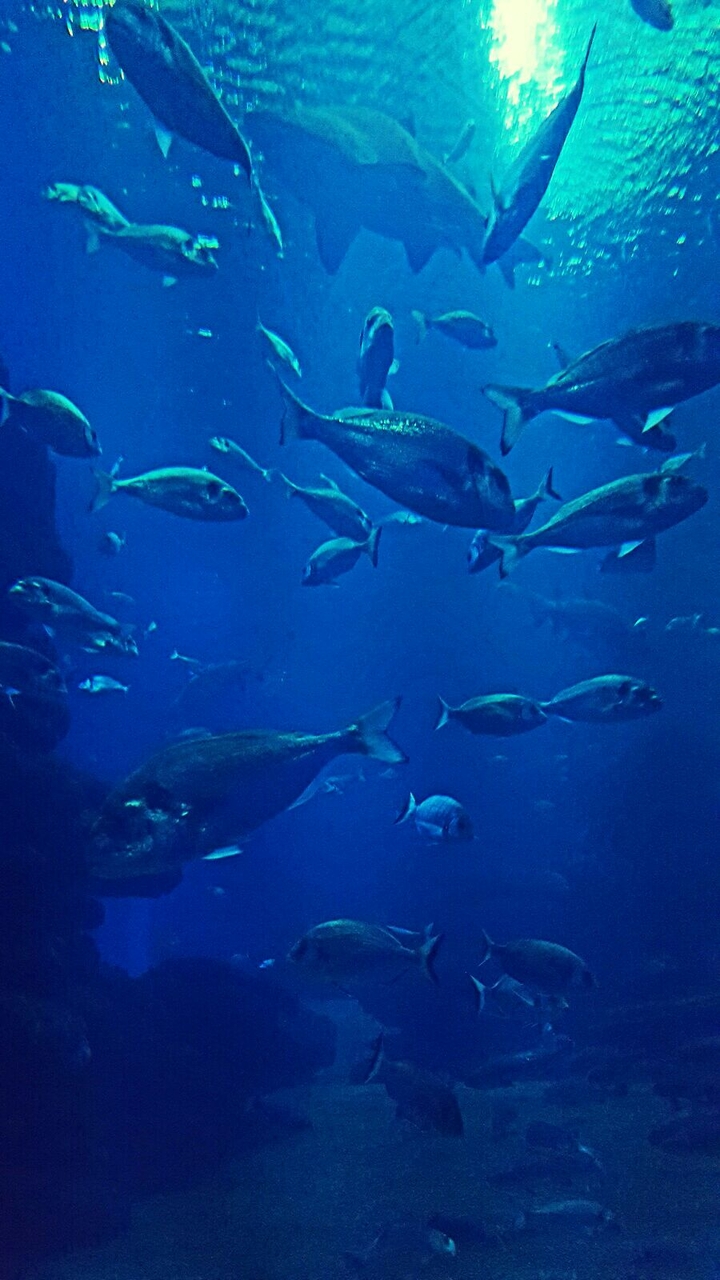 Fish in the sea