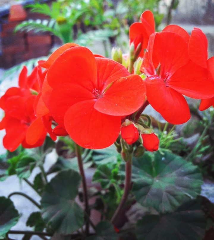 flower lover