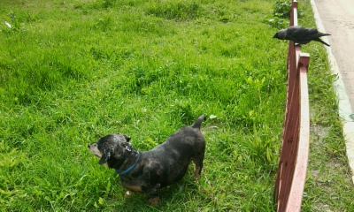 My dog. Live in my heart...