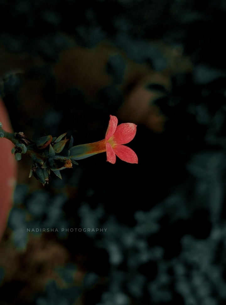mobile photography