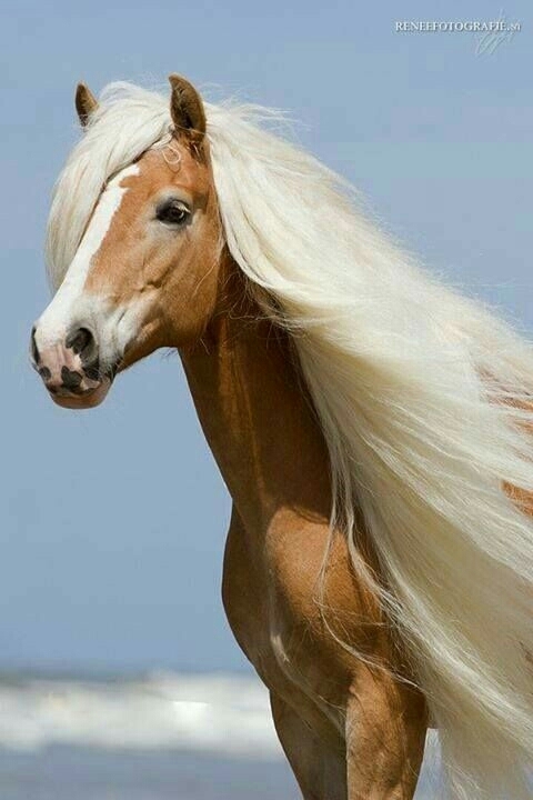 horse