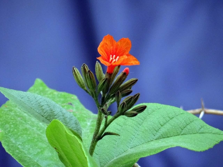 beautiful flower