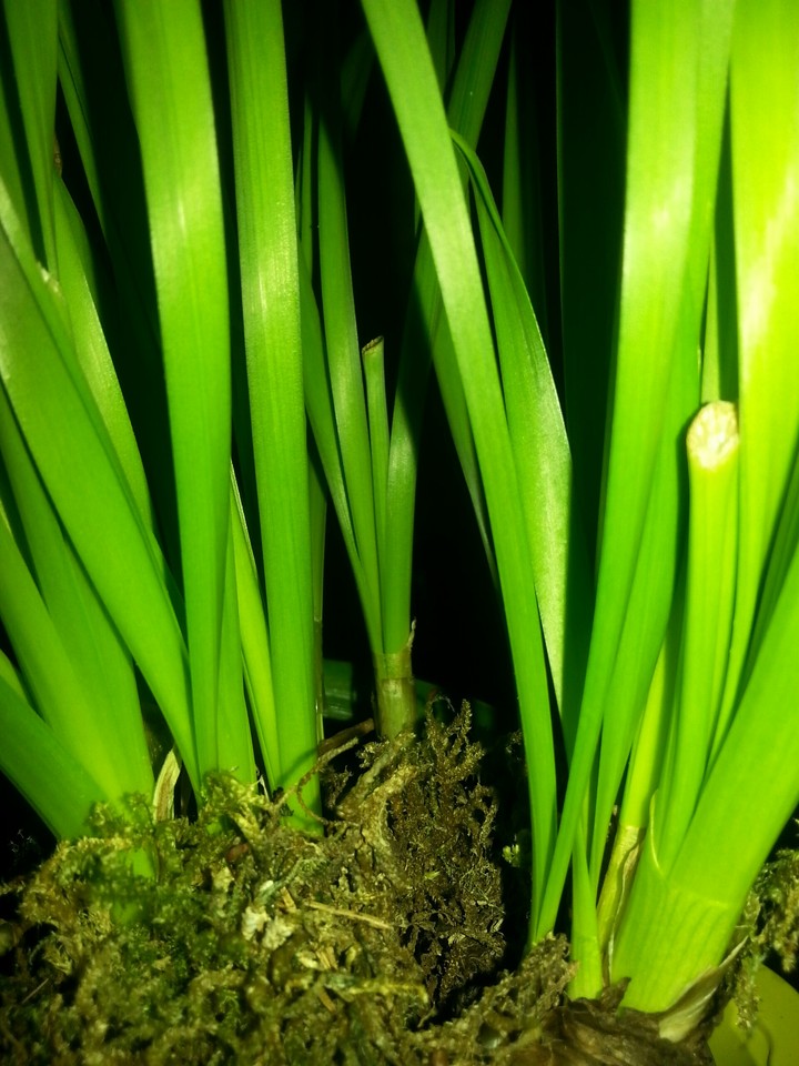 Grass