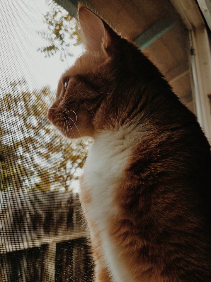 tiger