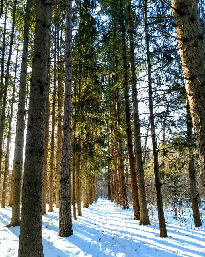 Winter Path