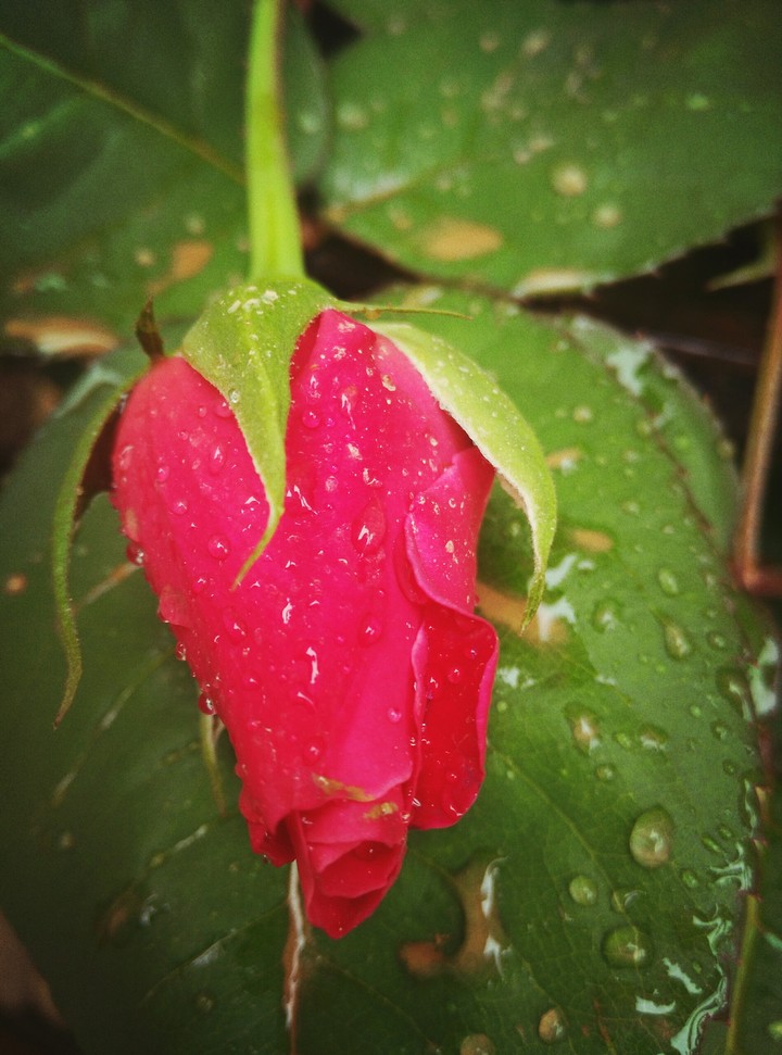 rose