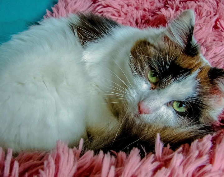 kitten
