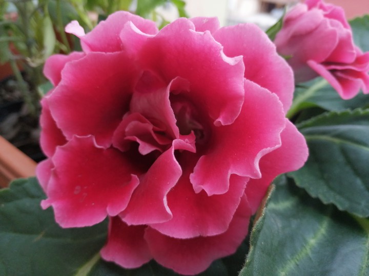 Fiore