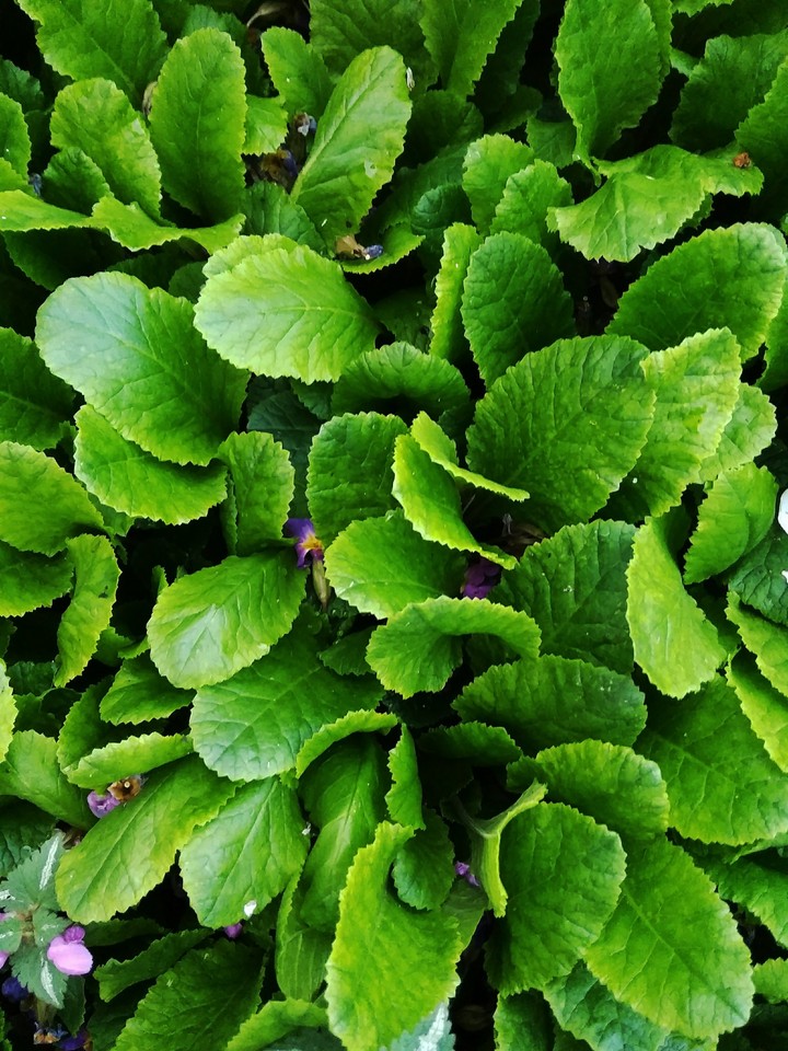 green grass