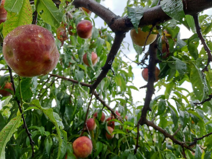 after rain