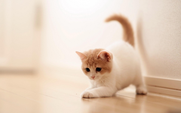 cat