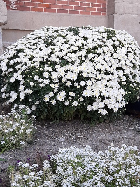 White Everywhere