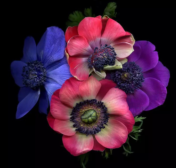 anemone sasanka