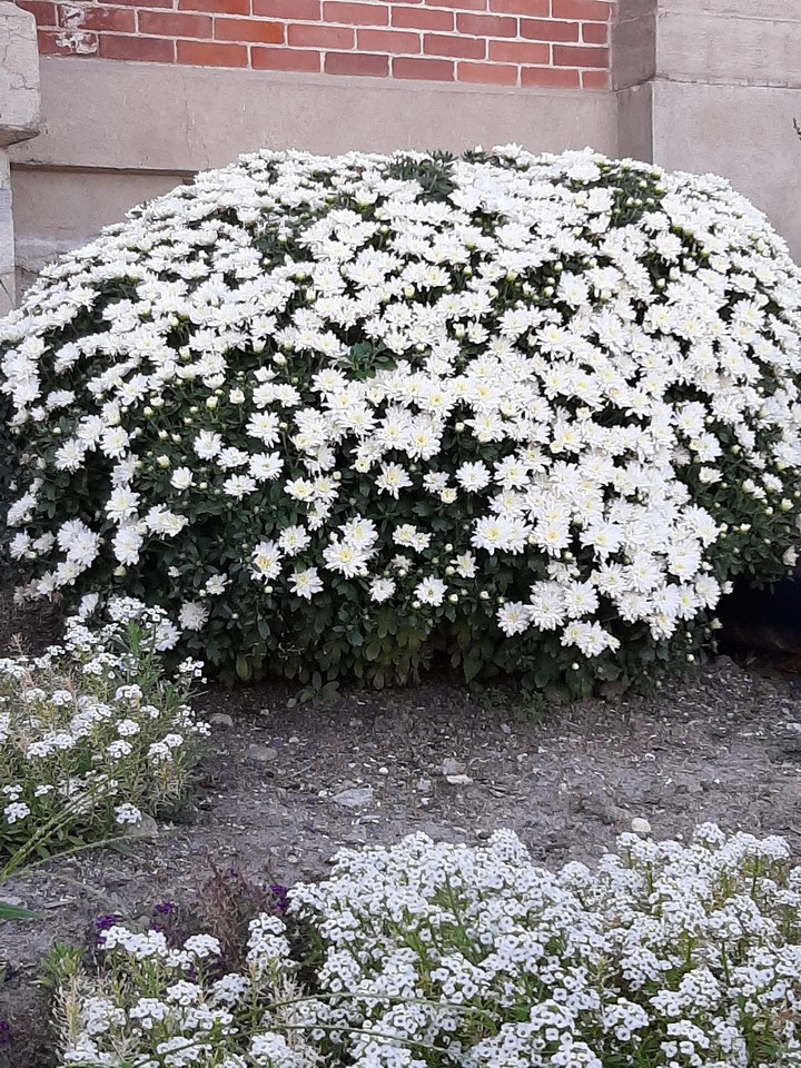 White Everywhere