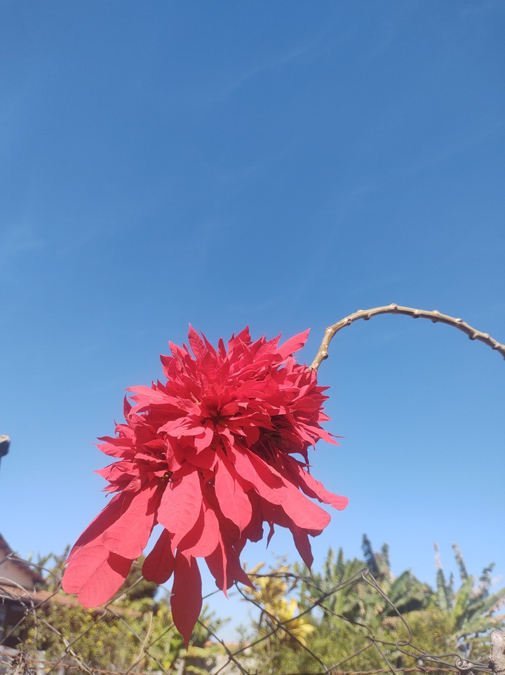 flores