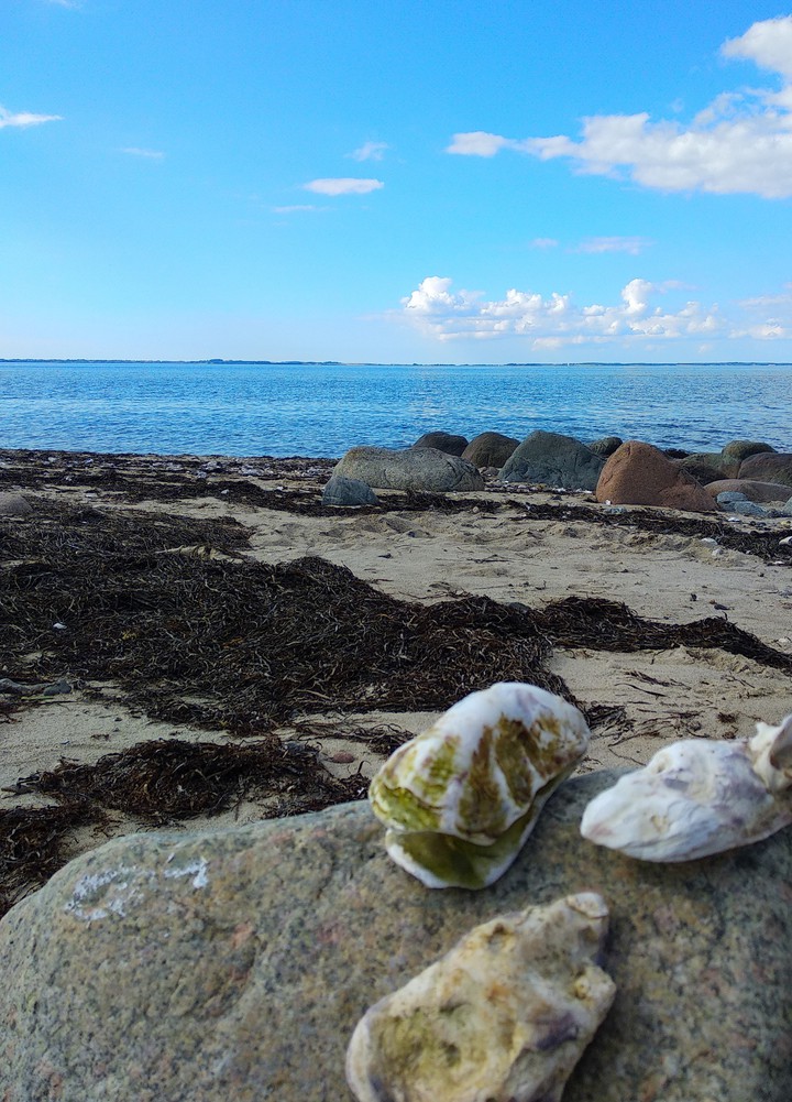 Muscheln