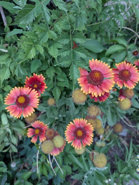Flowers