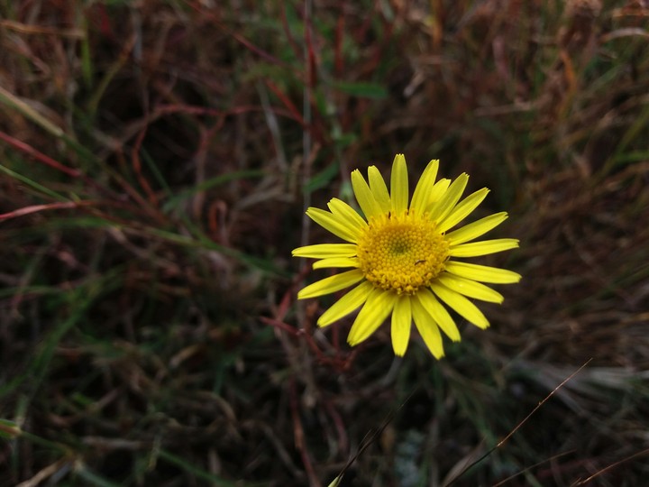 Yellow flower
