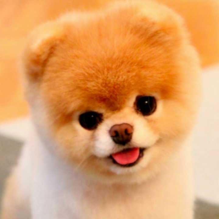 Pomeranian