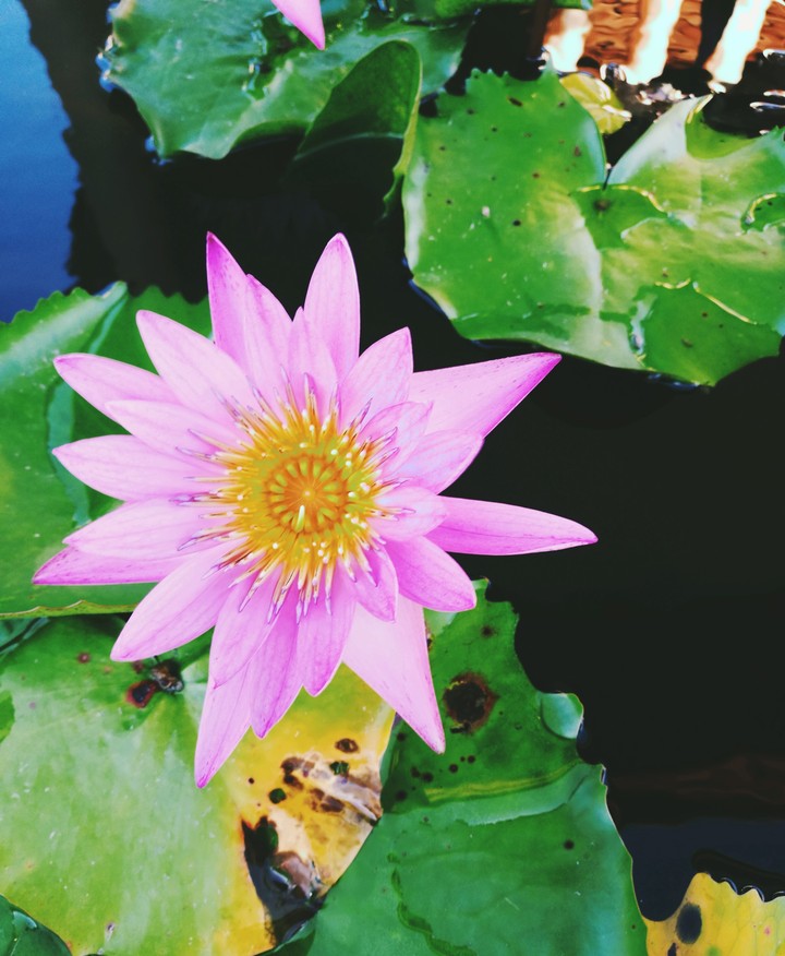 lotus