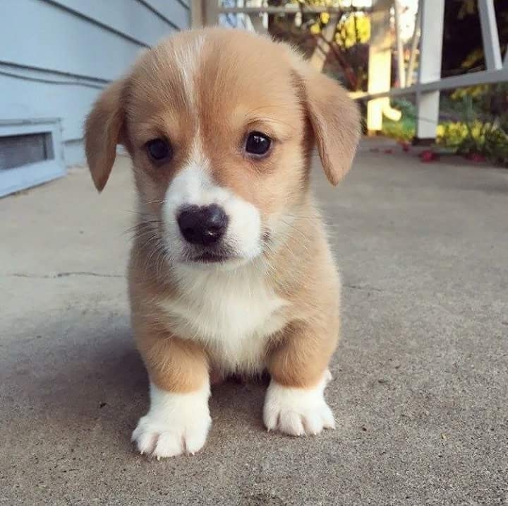 cute dogy