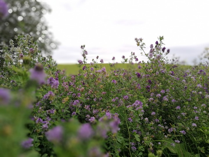 wild flowers field