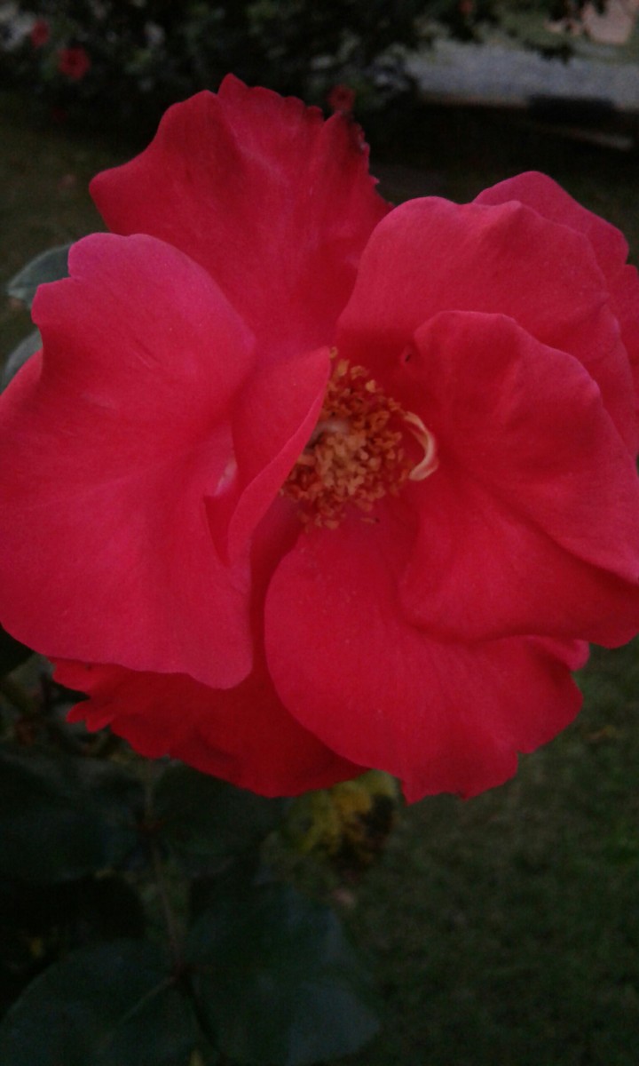 rosa