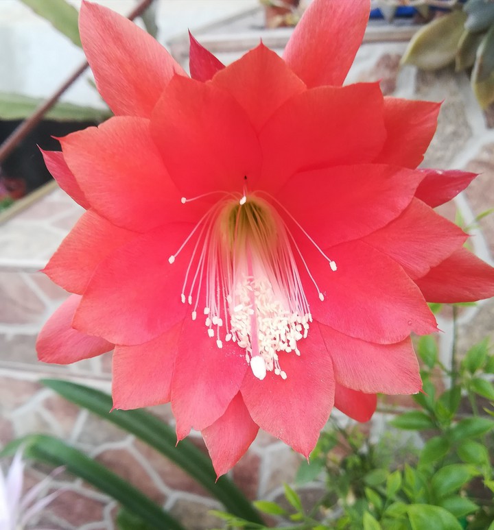 cactus flower