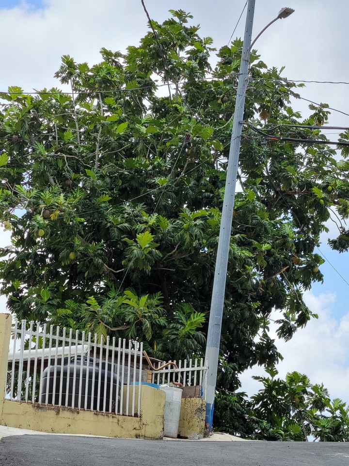 verde verde
