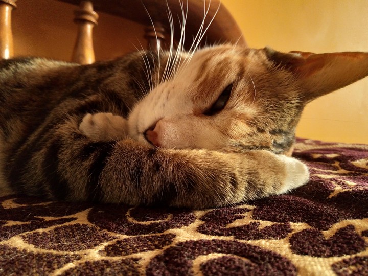 cat