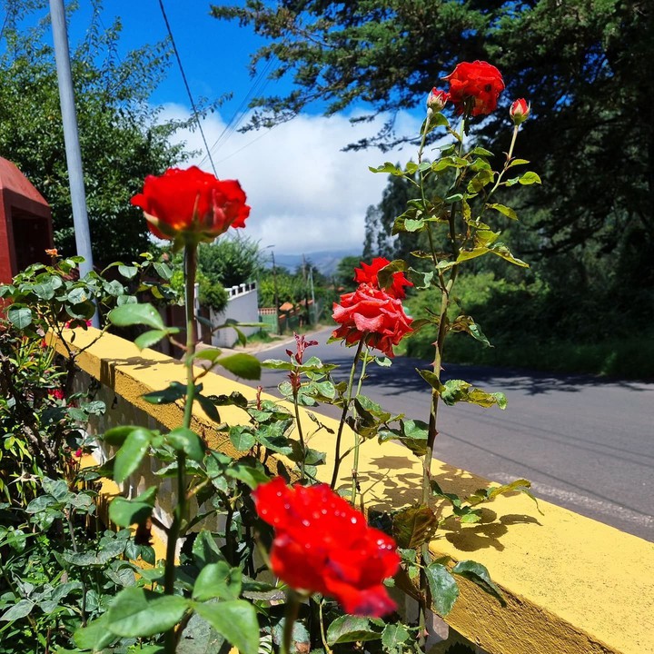 Rosas