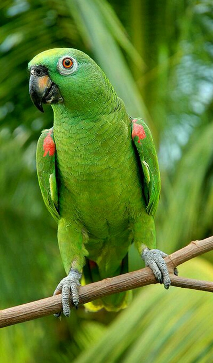 parrot