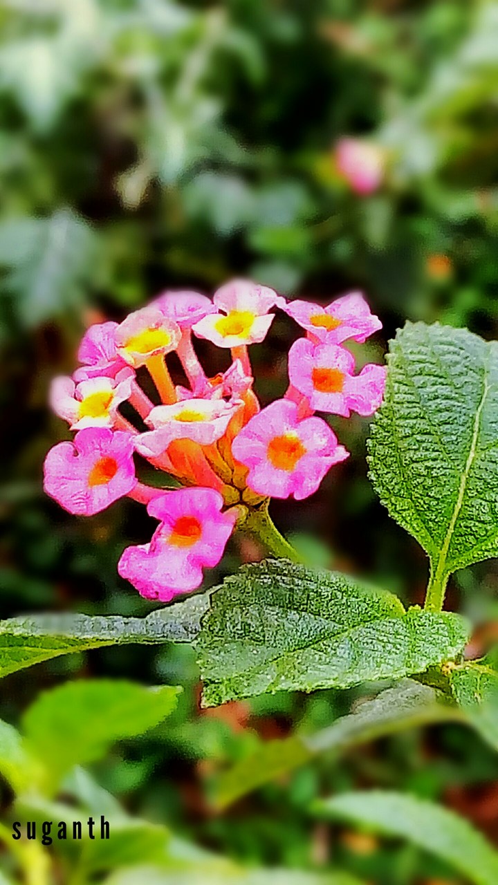 colorful flower ...