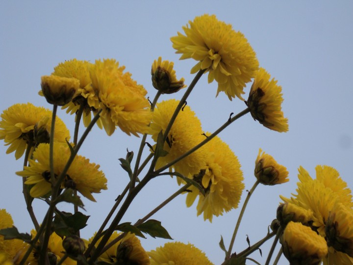 flowers