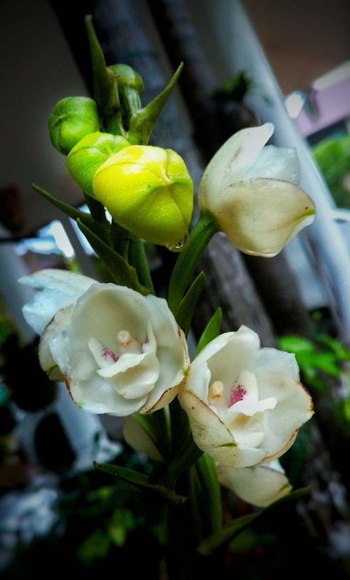 Dove orchids
