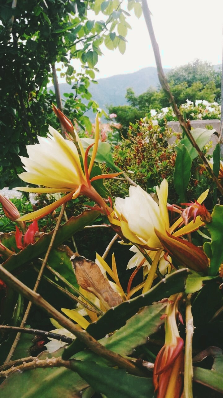 Flowers