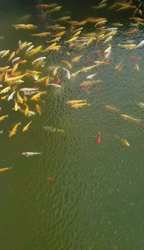 잉어