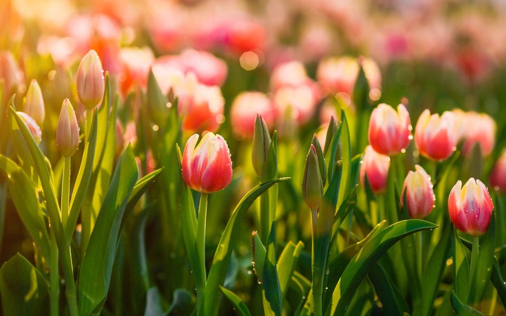 Flower...