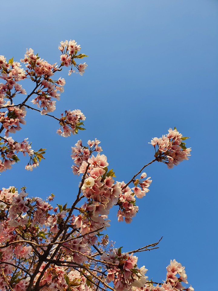 Bloom
