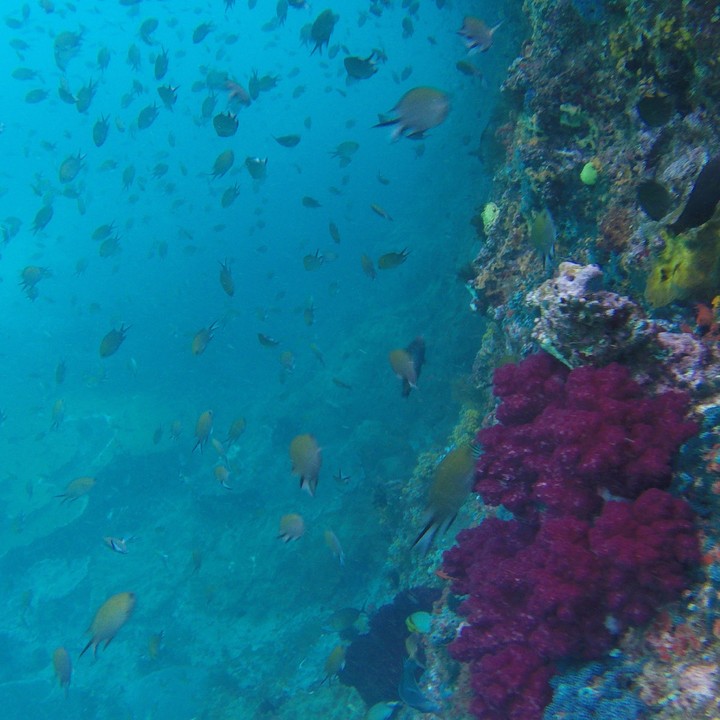 Paradise under water Raja ampat